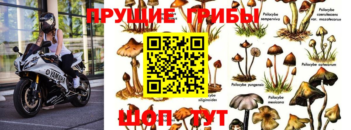 где купить наркоту  Вход с VPN  Нальчик  Галлюциногенные грибы прущие грибы  Галлюциногенные грибы ЛСД 